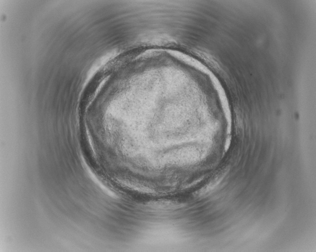 X0000070390630200607072220