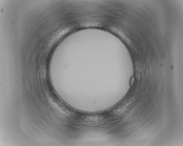 X0000070390631200607072220