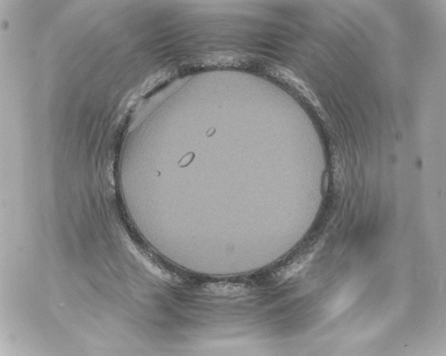 X0000070390633200607072220