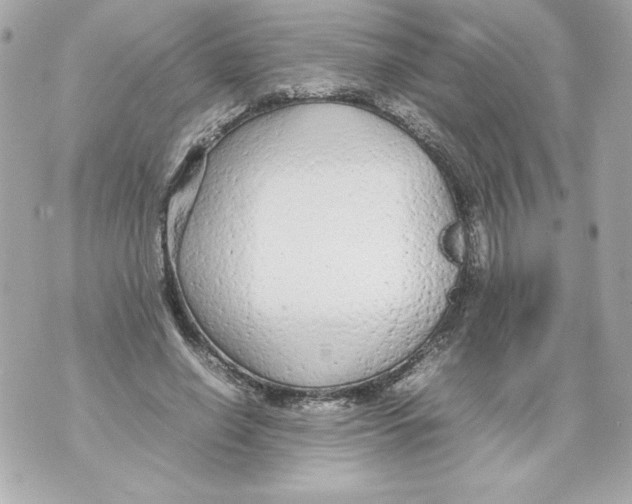 X0000070390638200607072220