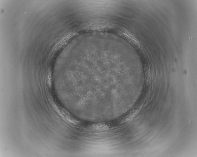 X0000070390644200607072220