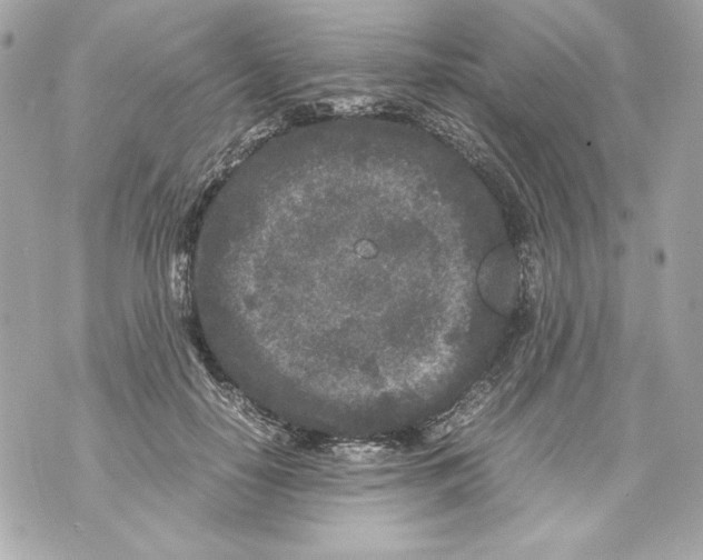 X0000070390650200607072220