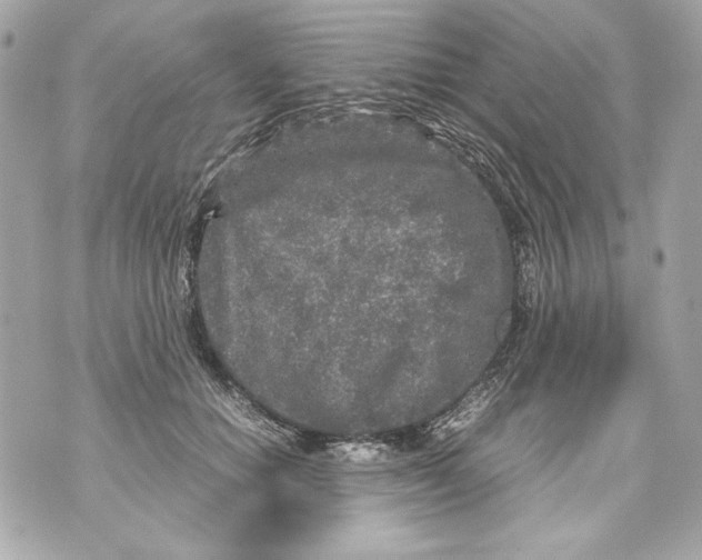 X0000070390654200607072220