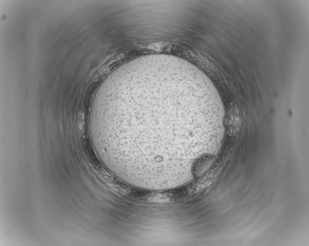 X0000070390656200607072220