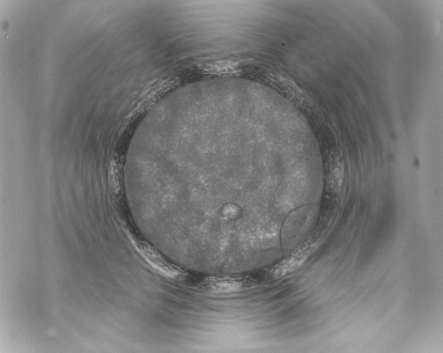 X0000070390658200607072220