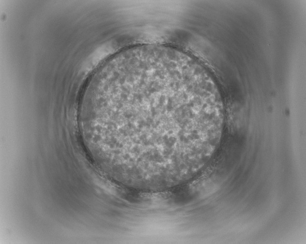 X0000070390679200607072220