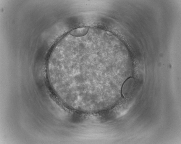 X0000070390683200607072220