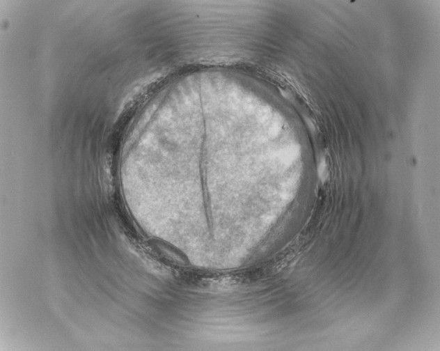 X0000070390688200607072219