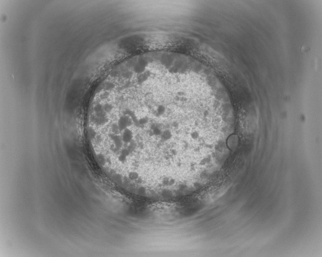 X0000070390691200607072219