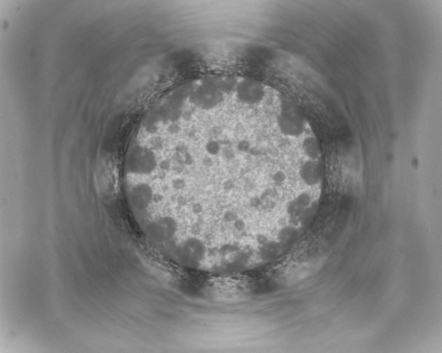 X0000070390703200607072219