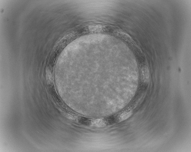 X0000070390705200607072219