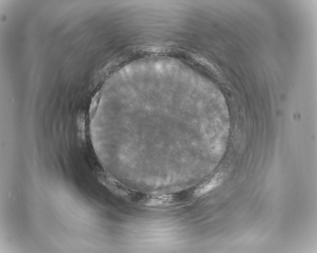 X0000070390720200607072219