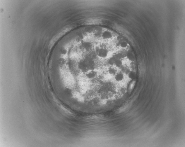 X0000070390721200607072218