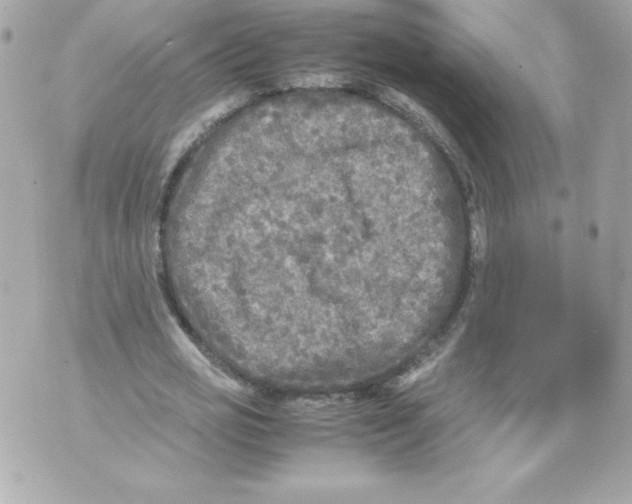 X0000070390725200607072218