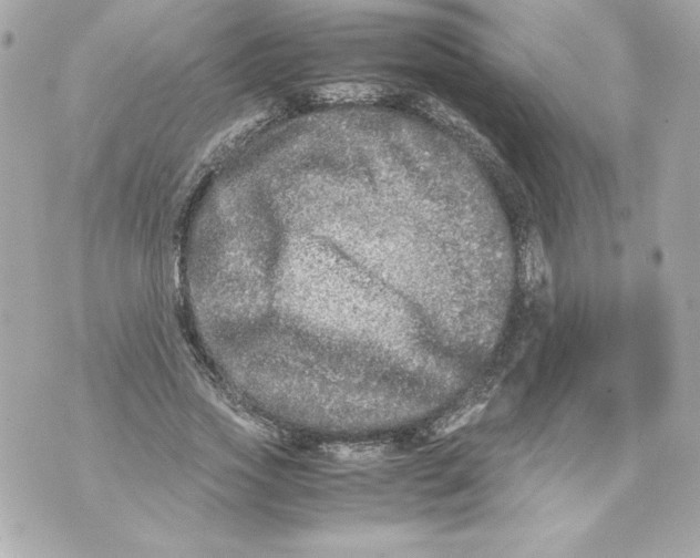 X0000070390733200607072218