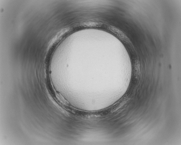 X0000070390734200607072218