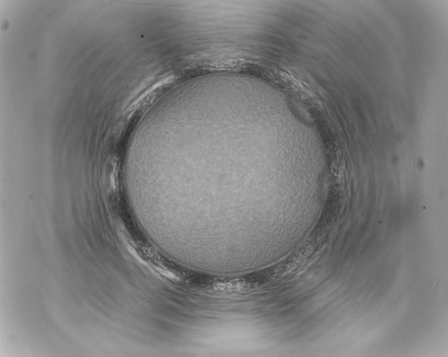 X0000070390744200607072219