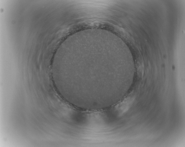 X0000070390769200607072218