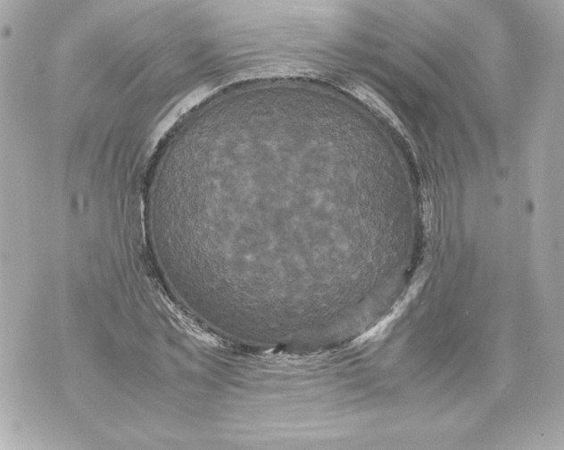 X0000070390781200607072218