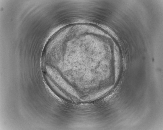 X0000070390839200607072217