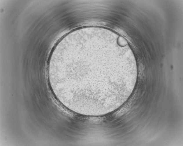 X0000070390848200607072217