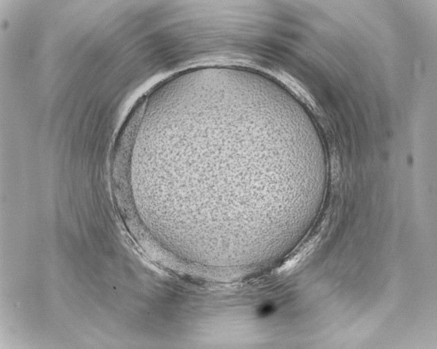 X0000070390854200607072217