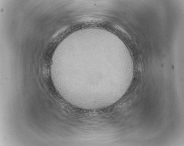 X0000070390869200607072217