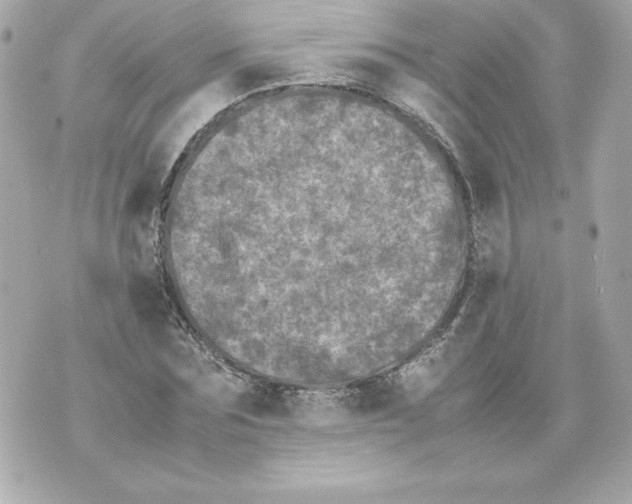 X0000070390875200607072216