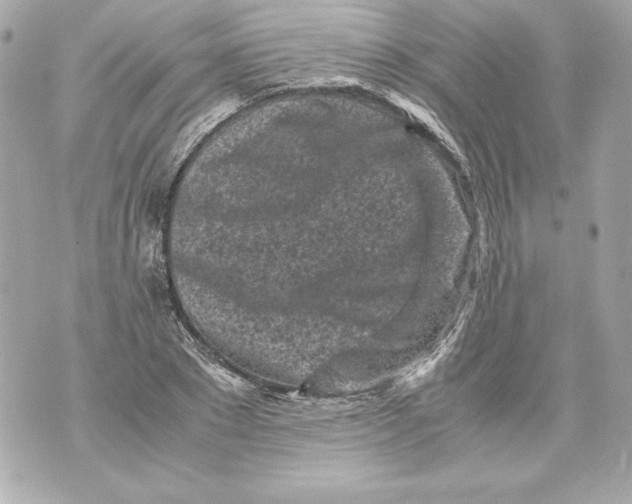 X0000070390881200607072216