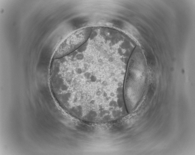 X0000070390895200607072216