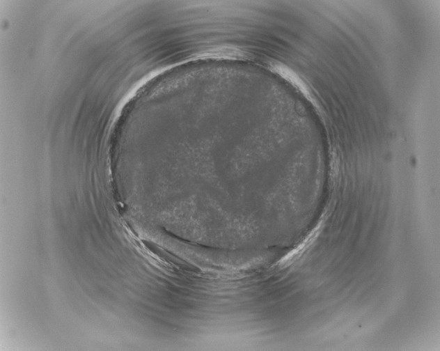 X0000070390923200607072215