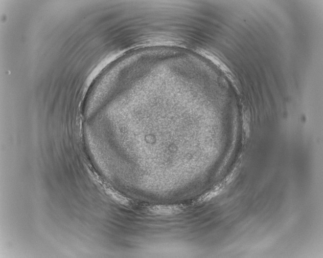 X0000070390933200607072215