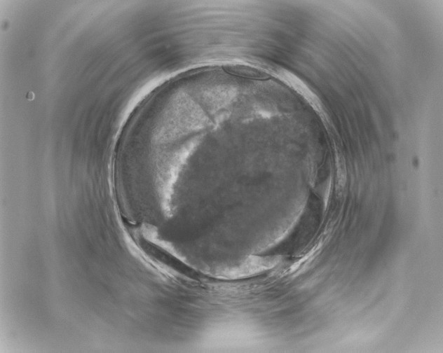 X0000070390958200607072216