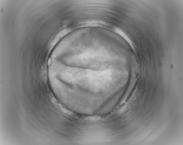 X0000070390994200607072214