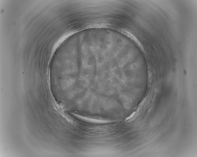 X0000070391035200607072214