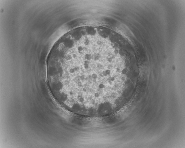 X0000070391079200607072213