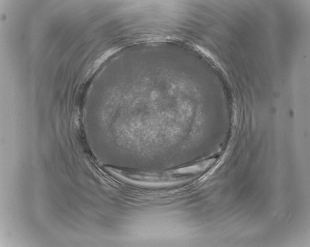 X0000070391161200607072212