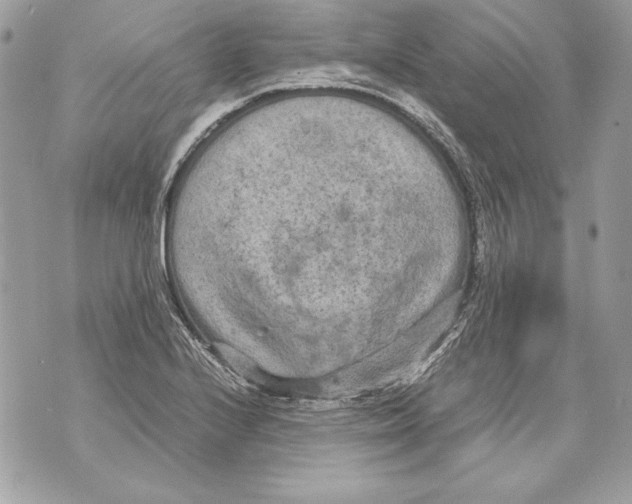 X0000070391224200607072211