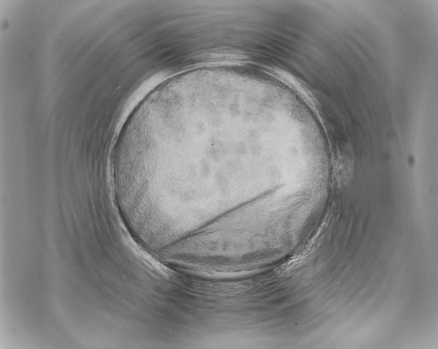 X0000070391243200607072211