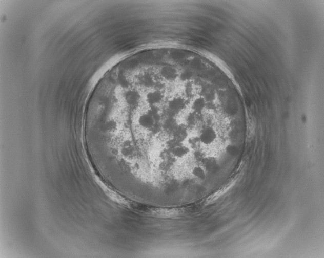 X0000070391245200607072211