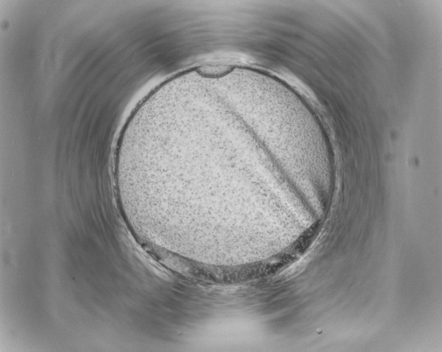 X0000070391248200607072211