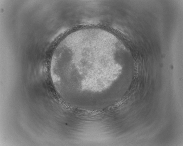 X0000070391254200607072210