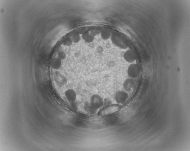 X0000070391259200607072210