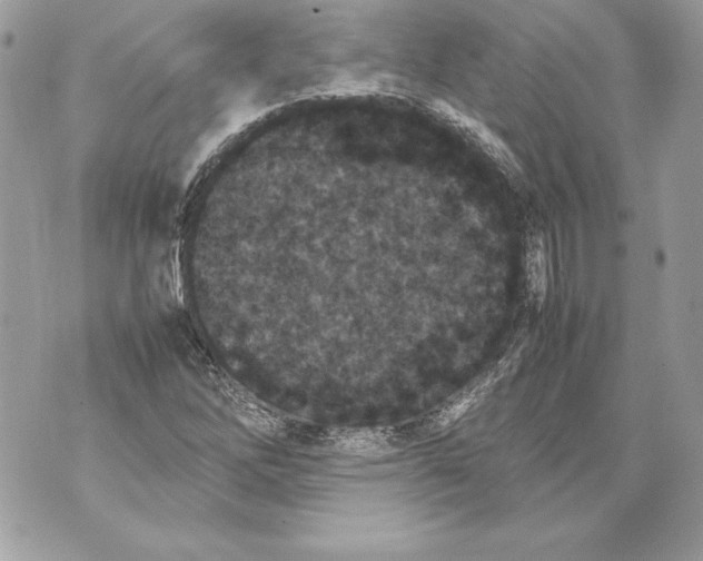 X0000070391262200607072210