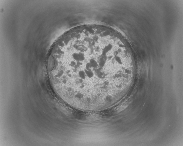 X0000070391263200607072210