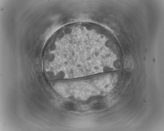 X0000070391271200607072210