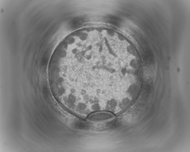 X0000070391283200607072210