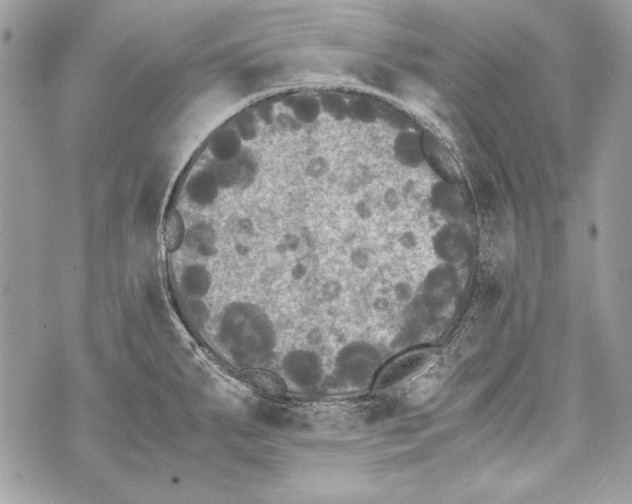 X0000070391287200607072210