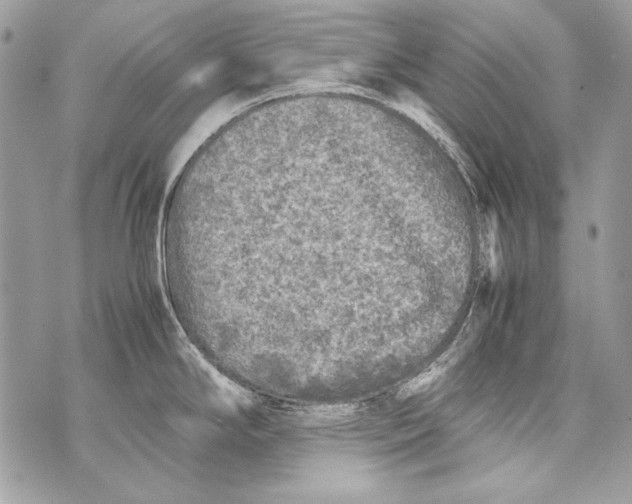 X0000070391294200607072210