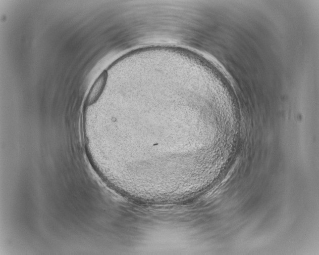 X0000070391295200607072209